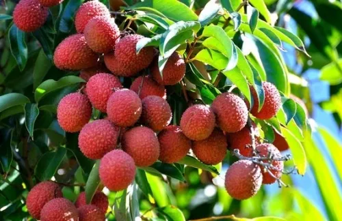 Thành quả ngọt ngào sau quá trình chăm sóc vải thiều mini đúng kỹ thuật