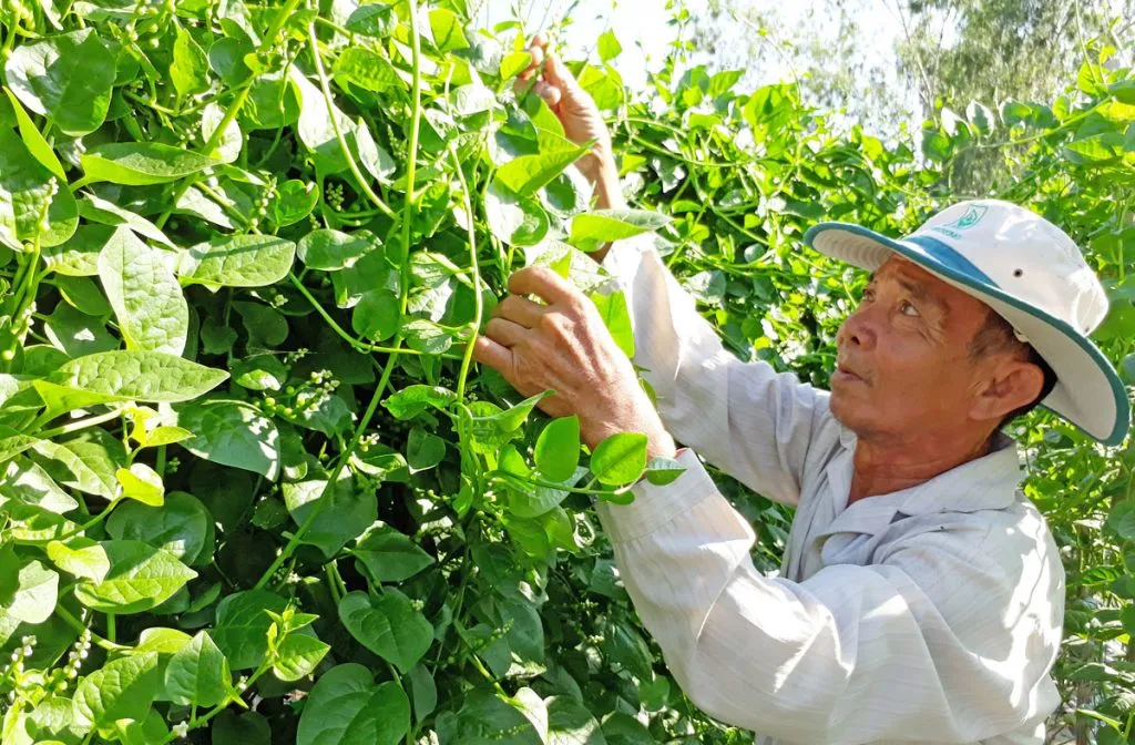 8443_long-an-ong-thuan-cham-soc-mong-toi-1024x672-1 Kỹ thuật làm giàn và chăm sóc đúng cách giúp rau mồng tơi leo giàn phát triển nhanh chóng