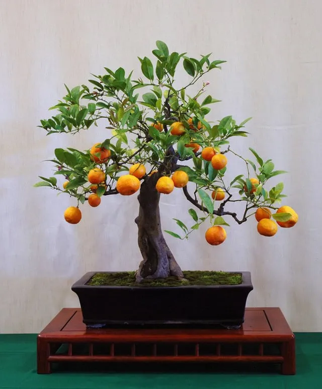 8ab59c0c-cay-canh-bonsai-2 Cam Mini Bonsai Cây Quả Xinh Đẹp Cho Nhà Phố mang lại vẻ đẹp thanh lịch và sang trọng cho không gian sống