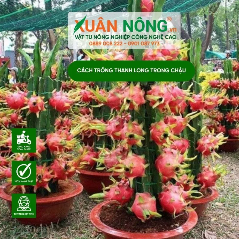Thành quả ngọt ngào sau quá trình chăm sóc tỉ mỉ