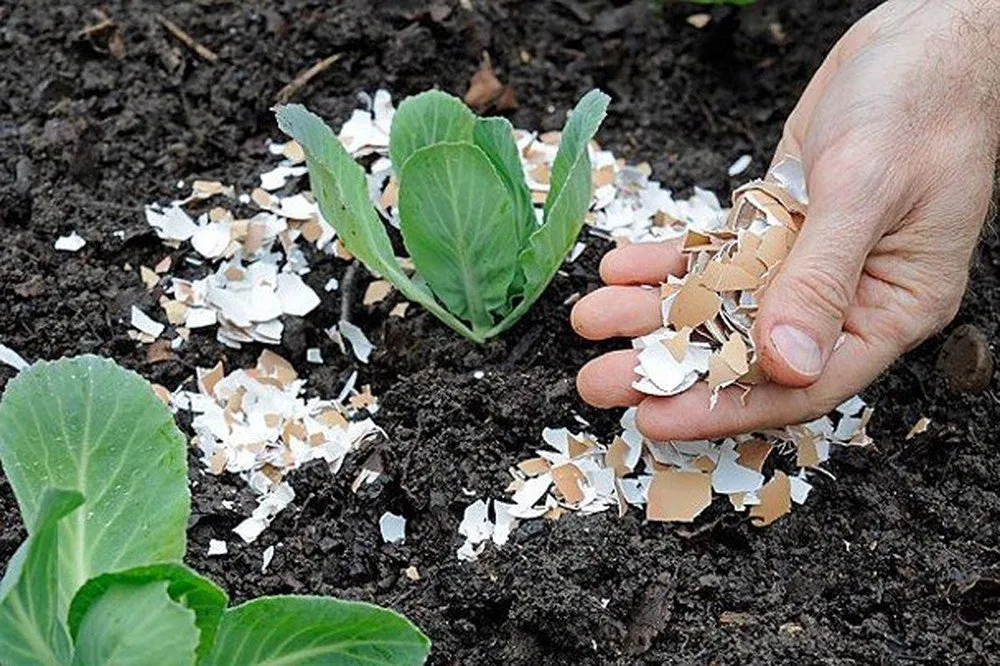 Bón thúc bột vỏ trứng giúp cây rau ăn quả phát triển bền vững và chống bệnh