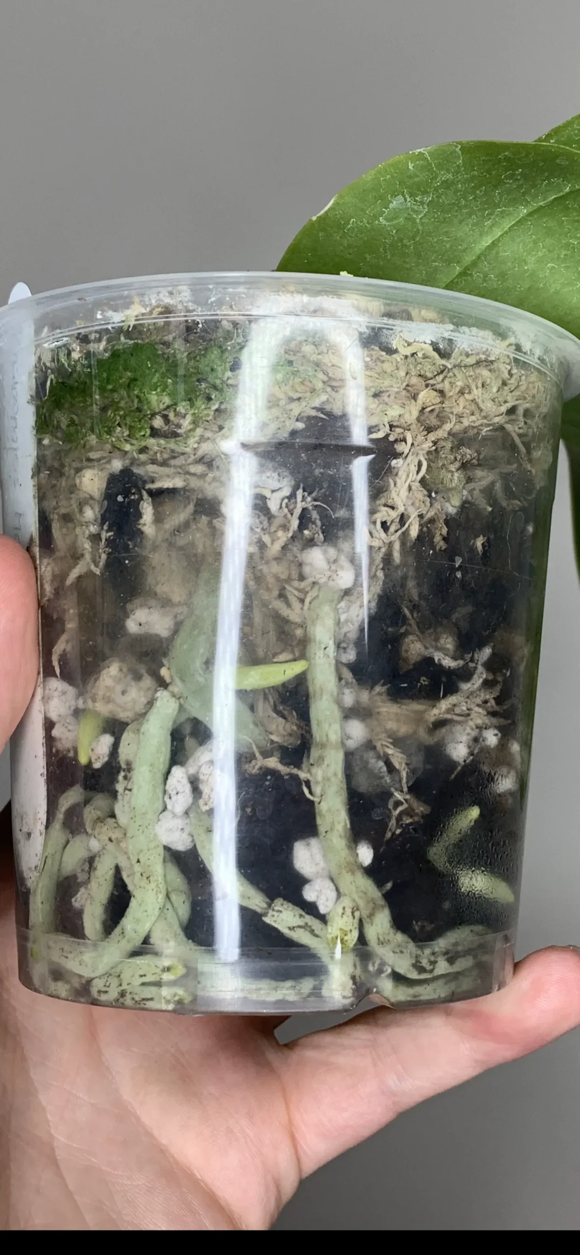 Quy trình xử lý giá thể kỹ lưỡng là bước khởi đầu cho một chậu lan khỏe mạnh