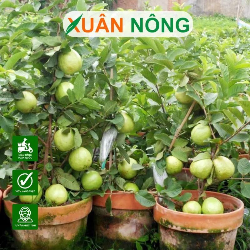 Giá thể tơi xốp và giàu dinh dưỡng là chìa khóa cho sự phát triển bền vững của cây ổi