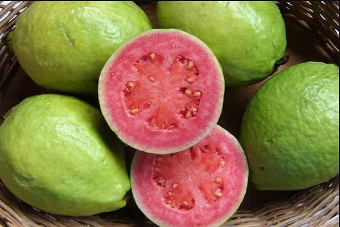Màu sắc bắt mắt và cấu trúc thịt quả dày của ổi đèn hồng mini ruột đỏ