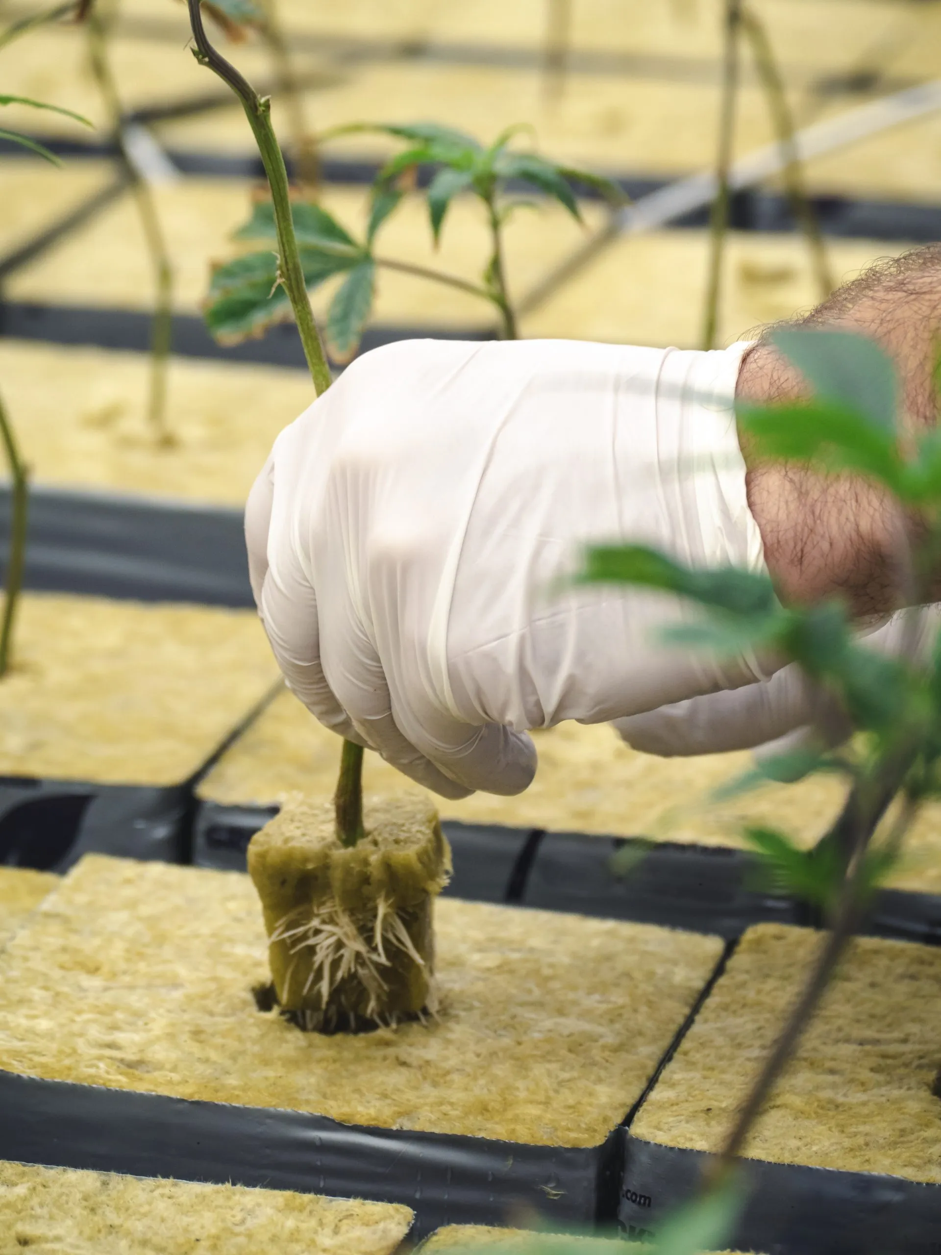 Cấu trúc sợi khoáng đặc trưng của Rockwool giúp giữ nước và thoáng khí tối ưu