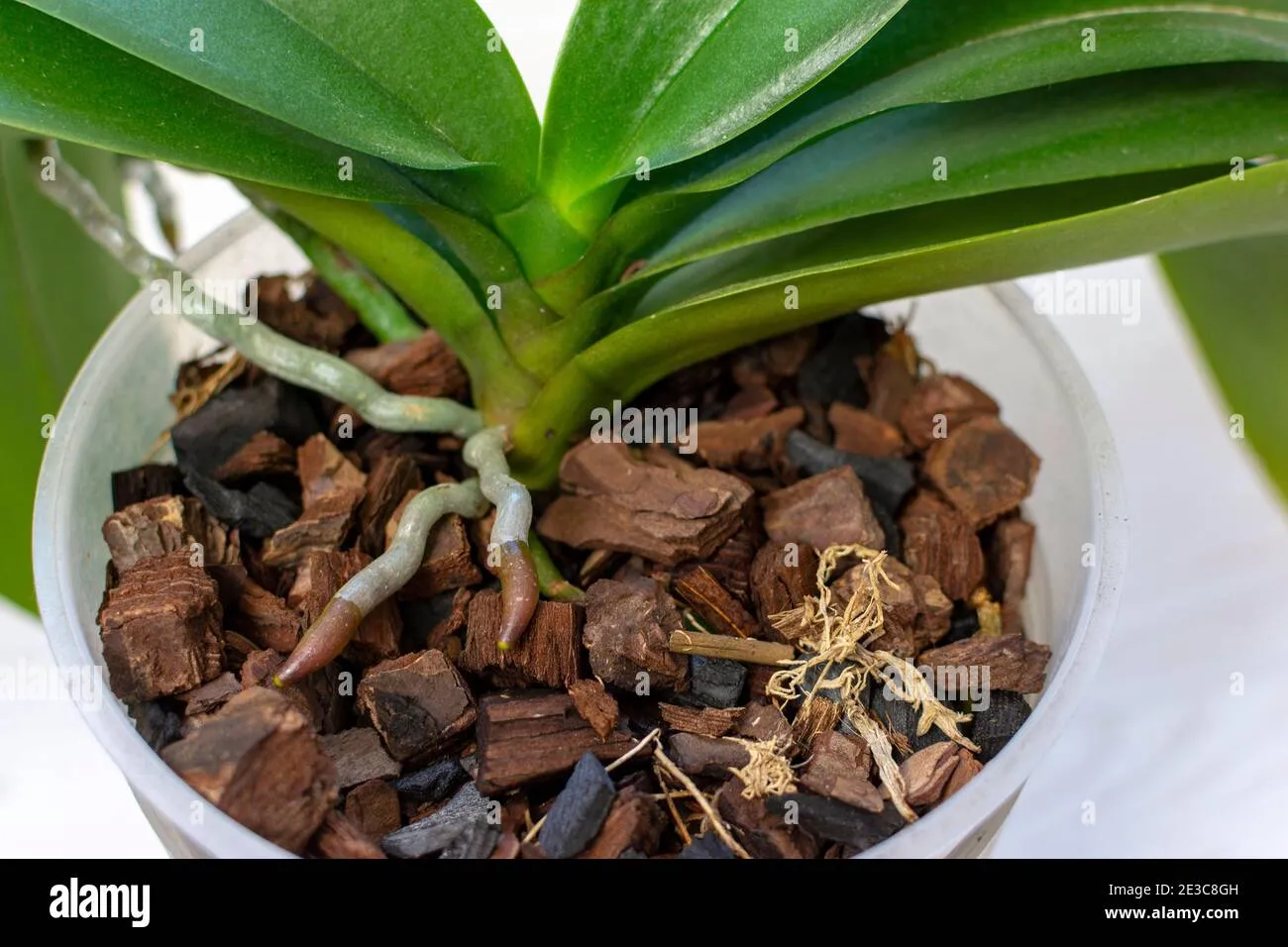 Hệ thống rễ khỏe mạnh phát triển mạnh mẽ trong môi trường giá thể thông thoáng và đủ ẩm