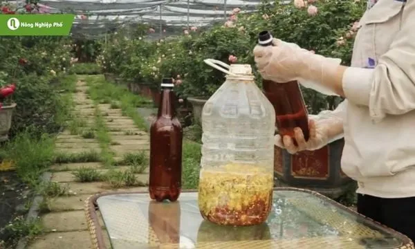 Sử dụng các biện pháp sinh học giúp bảo vệ vườn rau một cách an toàn nhất