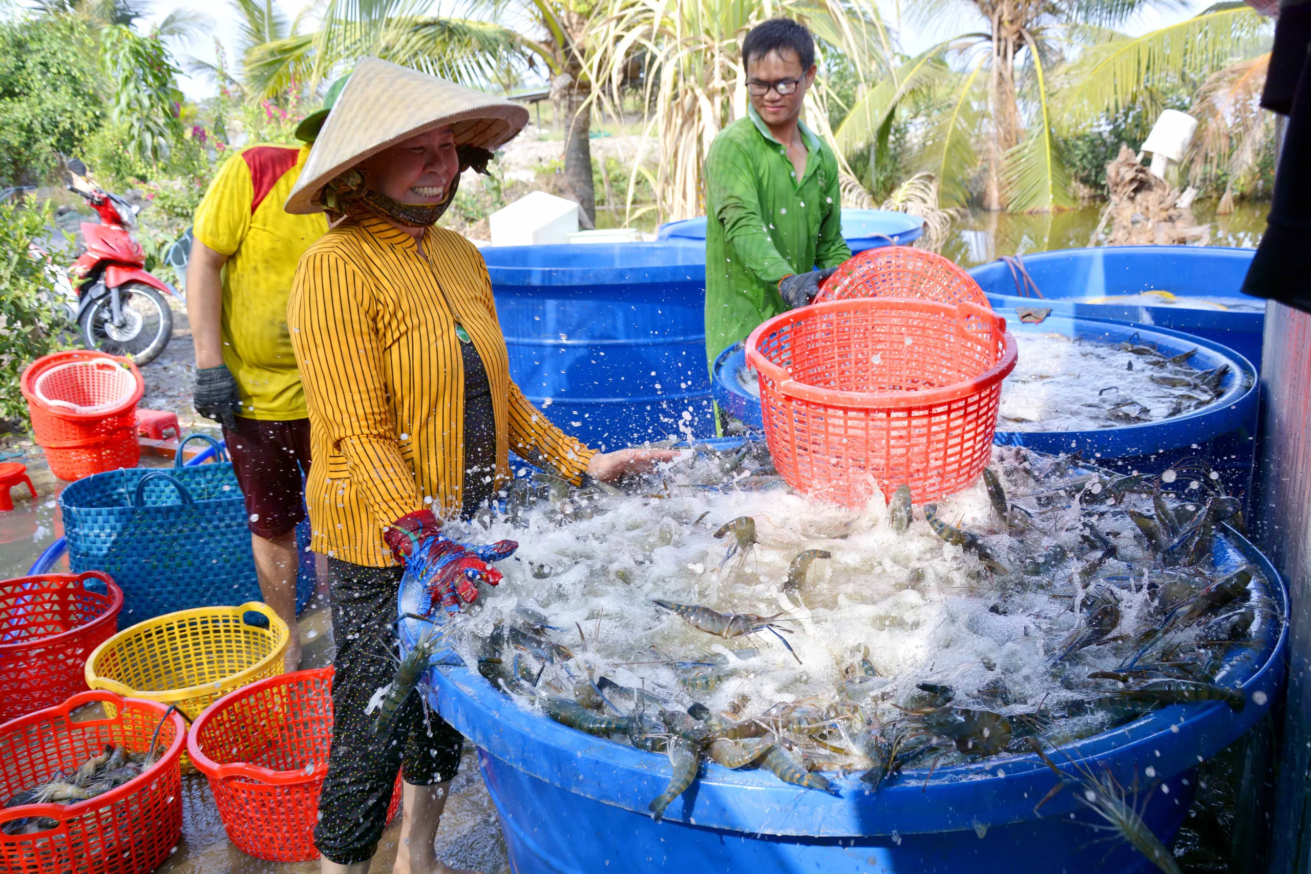 Tôm càng xanh sạch kích cỡ lớn mang lại giá trị kinh tế cực cao
