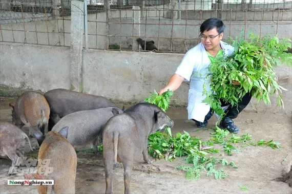 Chế độ ăn giàu chất xơ giúp heo rừng phát triển khỏe mạnh và thịt săn chắc