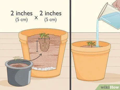 Chuẩn bị đất trồng tơi xốp và giàu dinh dưỡng là chìa khóa để cây cam phát triển bền vững