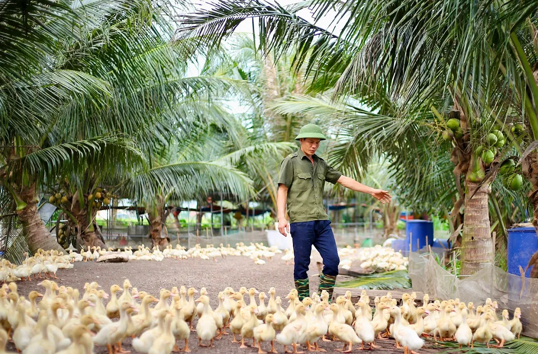 Chế độ dinh dưỡng tự nhiên là chìa khóa tạo nên chất lượng trứng vịt Savanh sạch