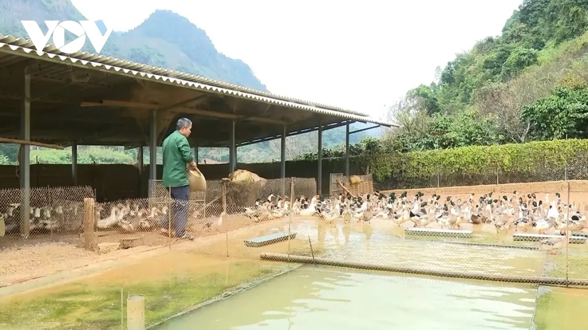 Thiết kế chuồng trại khoa học giúp vịt Ô Pélu phát triển khỏe mạnh