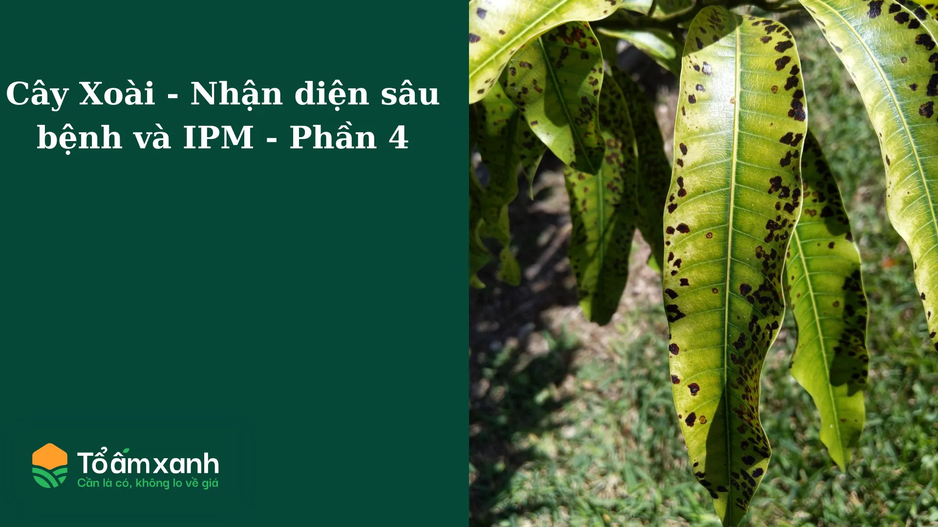 anh___12__2860885c1c64433293d1af31751a1a72 Thường xuyên kiểm tra lá và cành giúp phát hiện sớm các dấu hiệu sâu bệnh