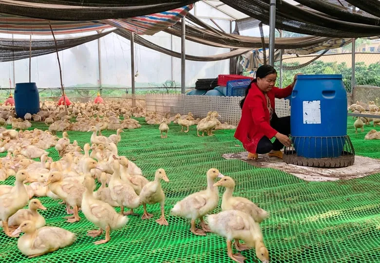 Chế độ ăn kết hợp giữa cám thực phẩm và rau xanh tự nhiên giúp vịt đẻ trứng đều và chất lượng