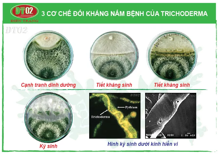 Sợi nấm Trichoderma tấn công và phân hủy nấm gây hại thông qua cơ chế ký sinh