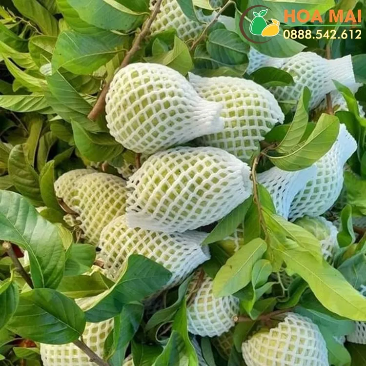 bao-boc-oi-luoi-xop-1kg-chi-luoi-xop-chua-tui-bong-va-thun Sử dụng túi bao trái là biện pháp hữu hiệu phòng ngừa ruồi vàng đục quả