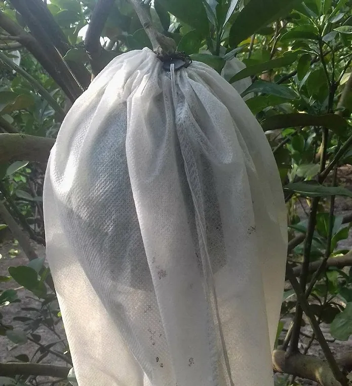 Kỹ thuật bao trái giúp bảo vệ bưởi Năm Roi khỏi các loại côn trùng gây hại