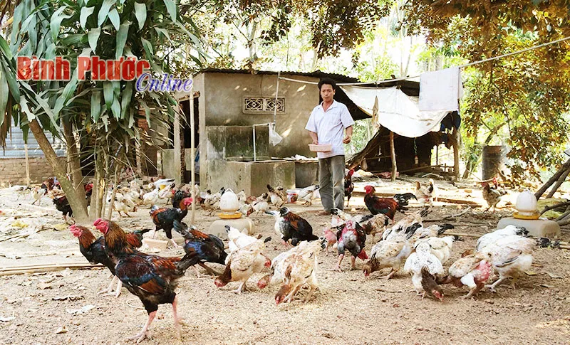 Môi trường thả vườn giúp gà Đông Tảo phát triển thể chất toàn diện và tăng cường sức đề kháng