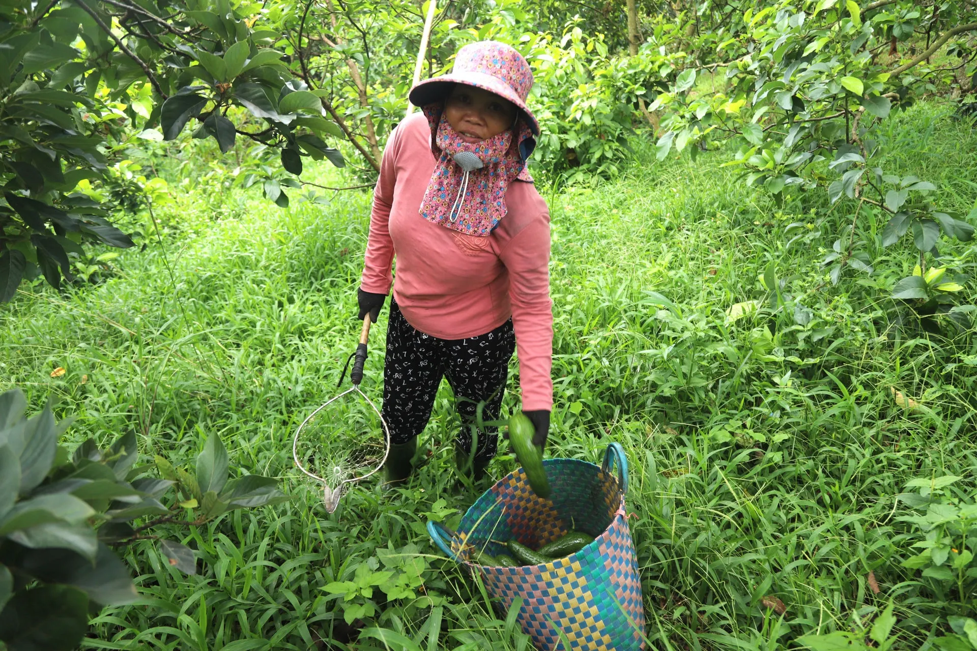 Bơ 034 được thu hoạch thủ công khi đã đạt độ già hoàn hảo