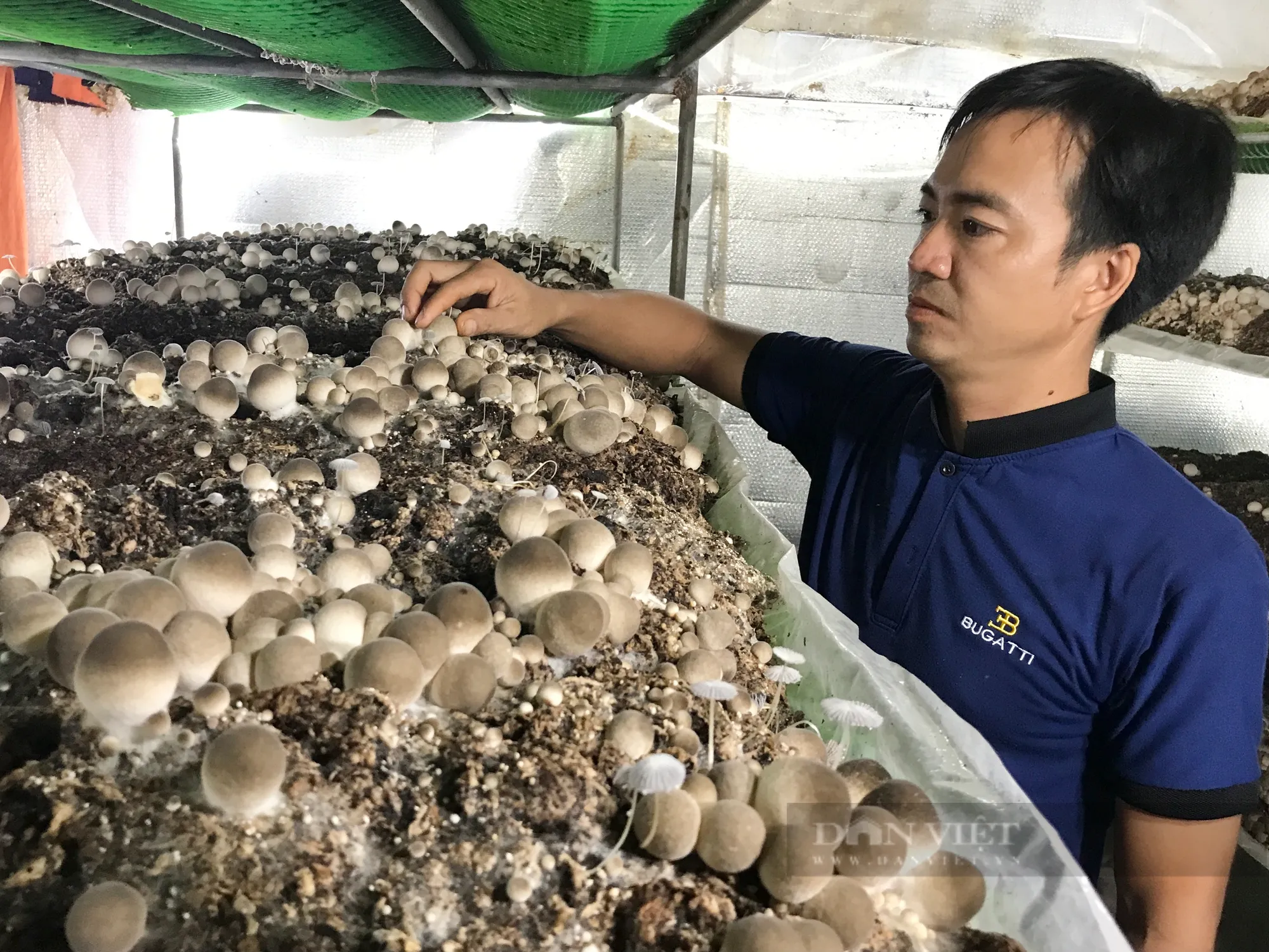 Mô hình sử dụng giá thể nấm rơm xay nhỏ giúp tăng năng suất vượt trội so với phương pháp truyền thống