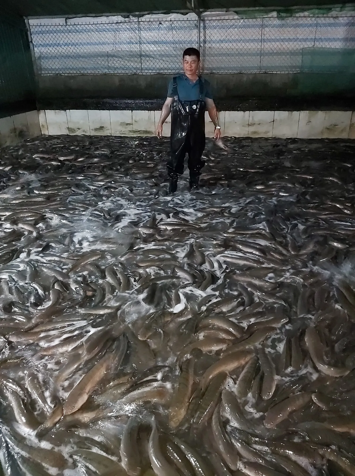 Sử dụng thức ăn công nghiệp chất lượng cao giúp cá lớn nhanh và đồng đều