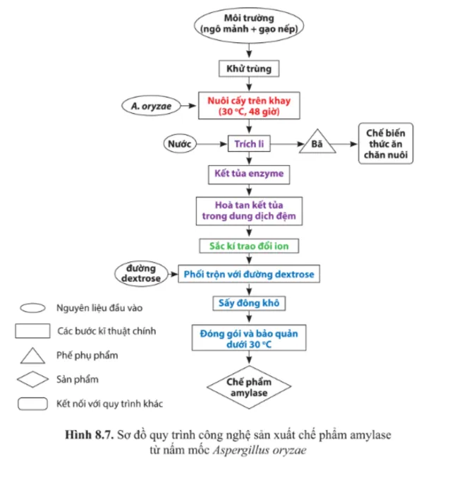 Quy trình chuẩn bị gạo nếp nấu chín để chuẩn bị cho giai đoạn bổ sung enzyme phân đường