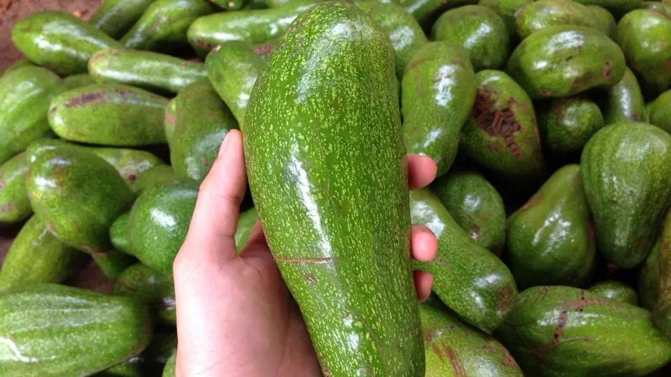 Kỹ năng lựa chọn bơ thông qua việc kiểm tra cuống và độ đàn hồi của vỏ quả