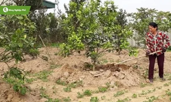 Chế độ dinh dưỡng hợp lý quyết định độ ngọt và kích thước của quả bưởi Diễn