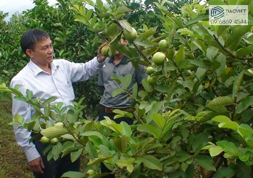 Chăm sóc đúng kỹ thuật giúp cây ổi Cream mini cho quả sai và chất lượng