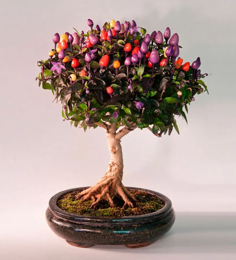 Vải Thiều Mini Bonsai Quả Ngọt Vườn Nhỏ Xinh mang lại vẻ đẹp rực rỡ cho không gian sống hiện đại