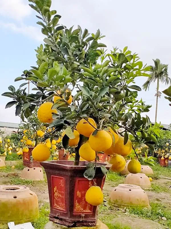 Sự kết hợp giữa dáng thế bonsai và ý nghĩa phong thủy của quả bưởi