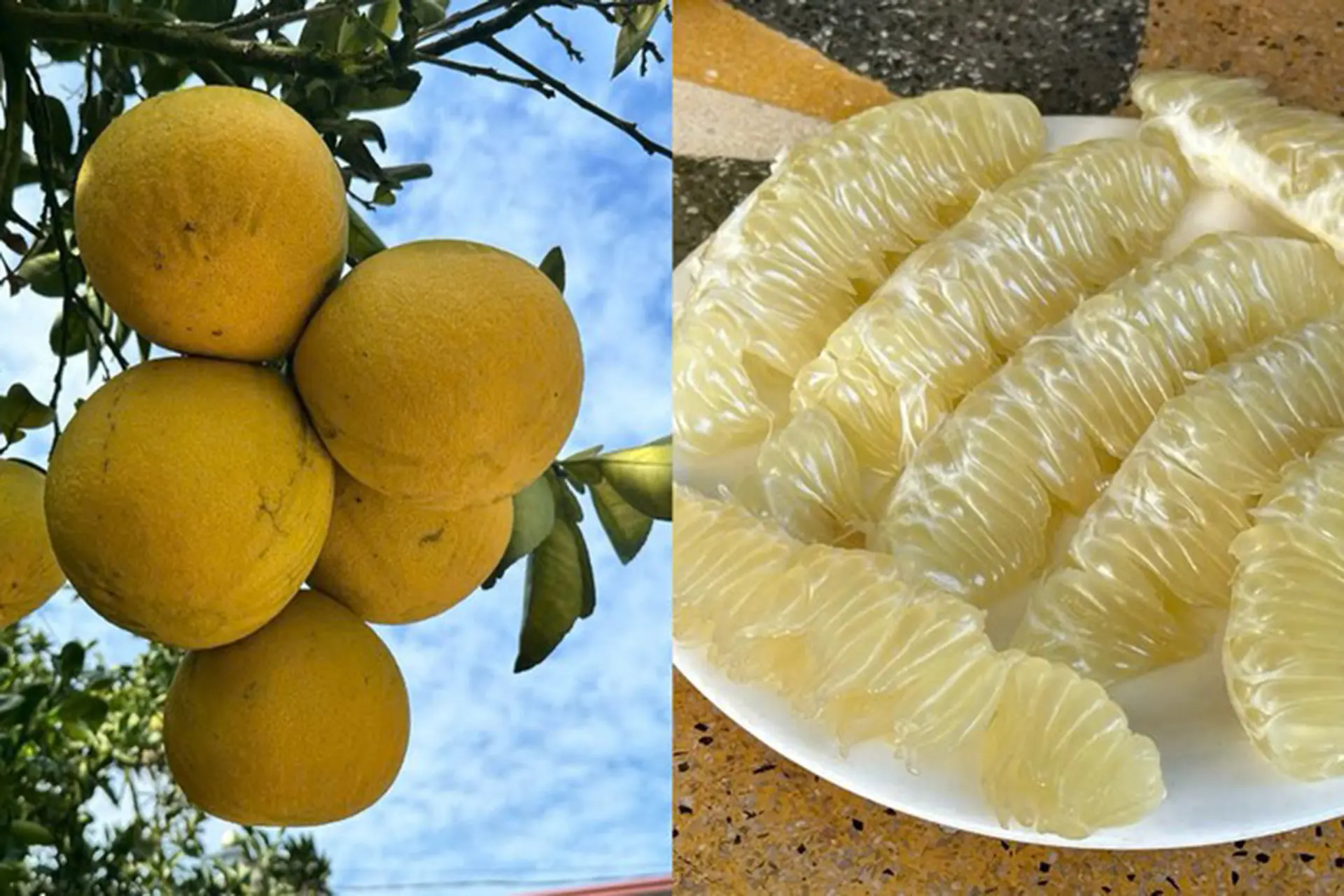 Chất lượng tép bưởi Đoan Hùng mini vẫn giữ nguyên độ mọng nước và vị ngọt thanh đặc trưng
