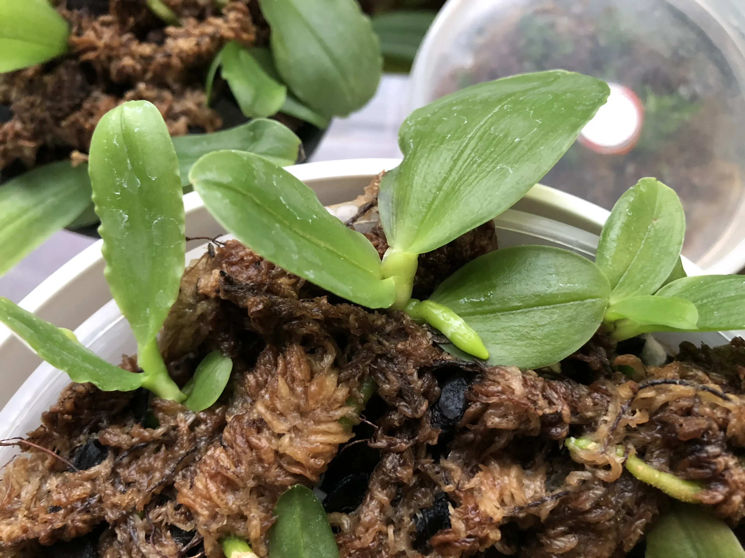 Lựa chọn giá thể phù hợp cho Phalaenopsis 2 lá là nền tảng cho sự phát triển bền vững của cây con