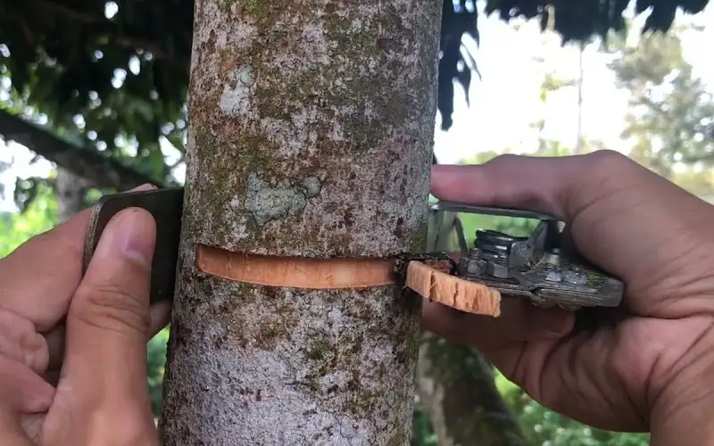 Kỹ thuật khoanh vỏ đòi hỏi sự khéo léo để giúp cây vải bonsai ra hoa đúng mùa