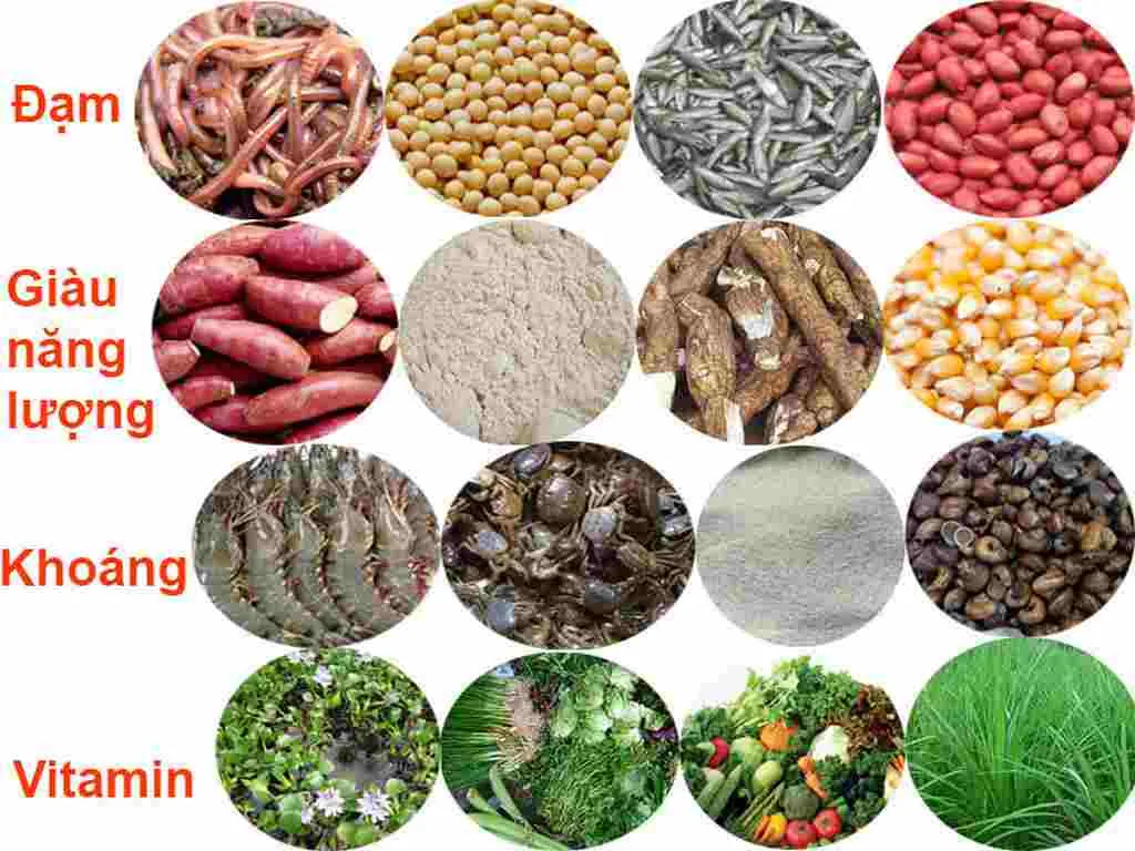 Chế độ dinh dưỡng đa dạng và giàu canxi giúp gà mái duy trì năng suất đẻ trứng ổn định