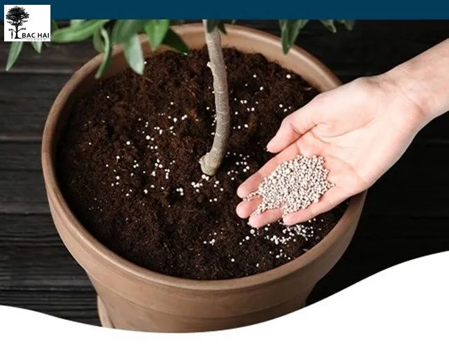 cach-bon-phan-npk-cho-cay-canh-2 Chăm sóc đúng kỹ thuật giúp cây cam đường phát triển bền vững và cho quả chất lượng