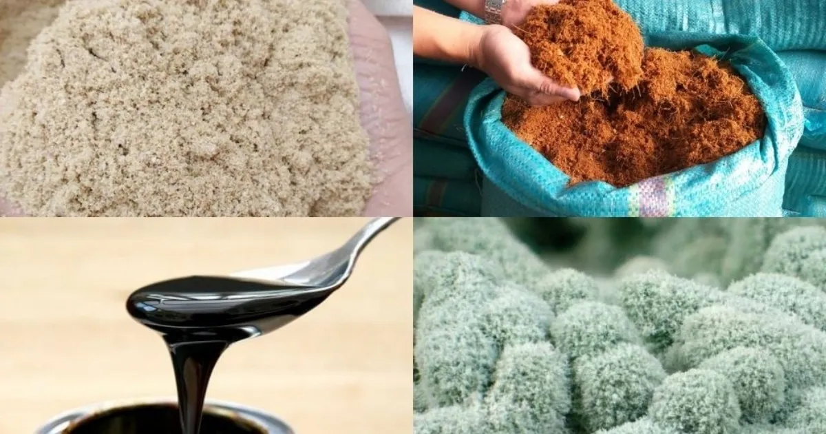 Bổ sung dinh dưỡng đúng tỷ lệ giúp nấm rơm phát triển đồng đều và đạt năng suất cao