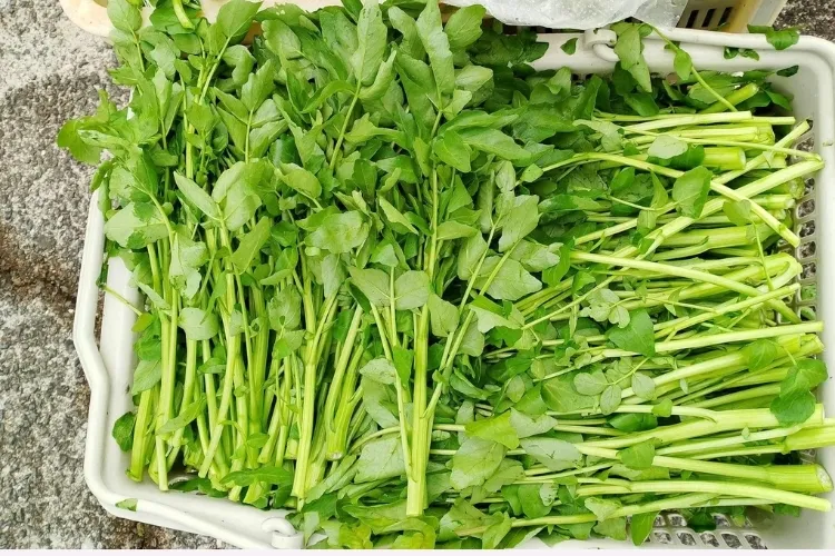 cach-nhat-rau-cai-xoong-hinh-1 Rau cải soong ao mini tươi ngon là nguyên liệu hoàn hảo cho món lẩu Thái
