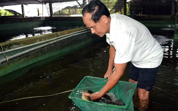 Quản lý chế độ dinh dưỡng hợp lý giúp cá lăng phát triển đồng đều và khỏe mạnh