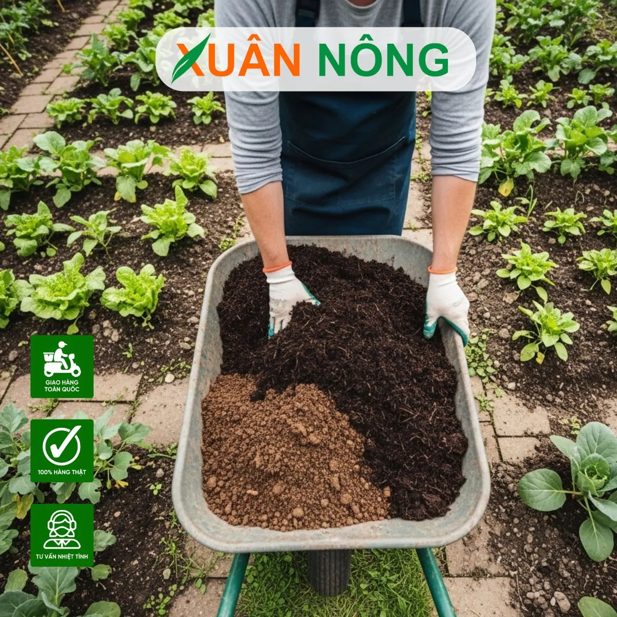 Phối trộn giá thể đúng tỷ lệ giúp rau cải ngọt phát triển bộ rễ mạnh mẽ