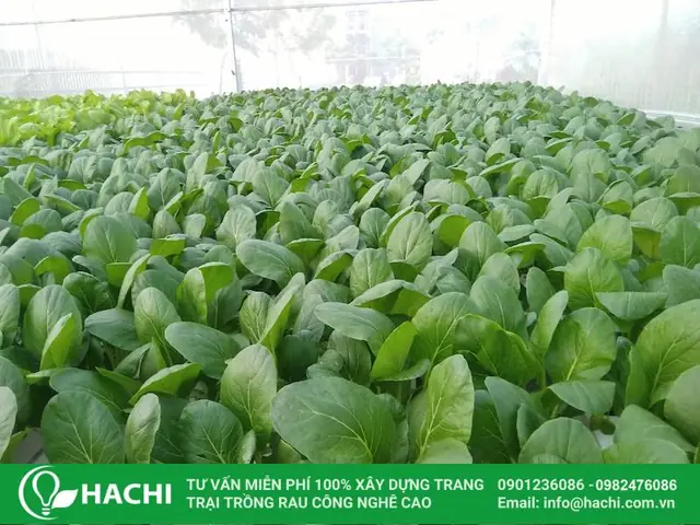 Chăm sóc đúng cách giúp rau cải ngọt phát triển mạnh mẽ và hạn chế sâu bệnh