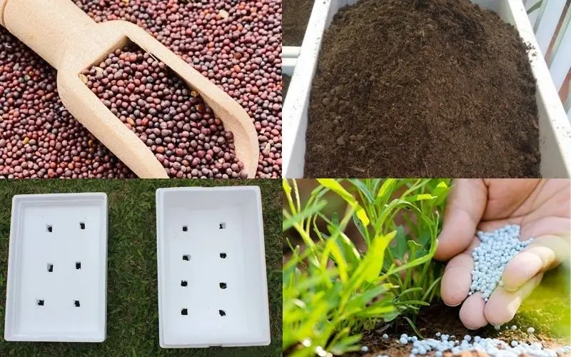 cach-trong-cai-thia-1 Gieo hạt đúng kỹ thuật giúp cây cải chip phát triển đồng đều và khỏe mạnh