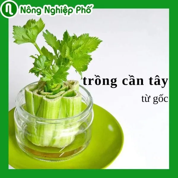 Thành quả thu hoạch cần tây thủy canh sau quá trình chăm sóc tỉ mỉ