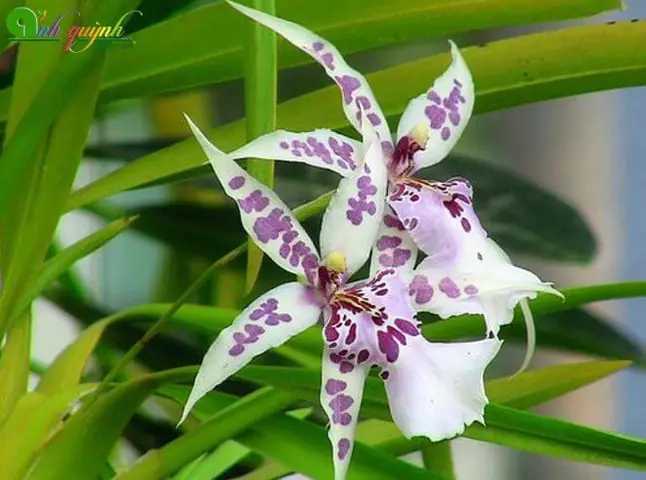 Vẻ đẹp kiêu sa và hương thơm của lan Miltonia Brazil phụ thuộc rất lớn vào chất lượng giá thể