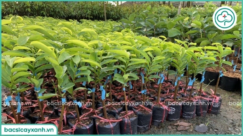 Việc tưới nước đúng cách và bón phân định kỳ là chìa khóa để cây mãng cầu Lào phát triển bền vững