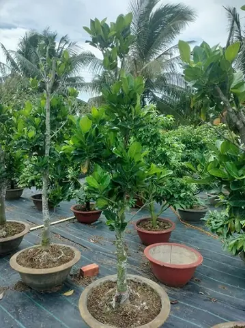 Kỹ thuật trồng mít trong chậu đòi hỏi sự chuẩn bị kỹ lưỡng về giá thể và hệ thống thoát nước