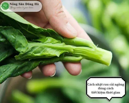 cach-trong-rau-cai-lan-444f70 Hệ thống canh tác rau cải làn giá thể hiện đại đảm bảo độ sạch và dinh dưỡng vượt trội