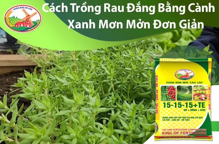 cach-trong-rau-dang-thuy-sinh-dae597 Chăm sóc đúng kỹ thuật giúp rau đắng rừng phát triển bền vững trong chậu nhựa