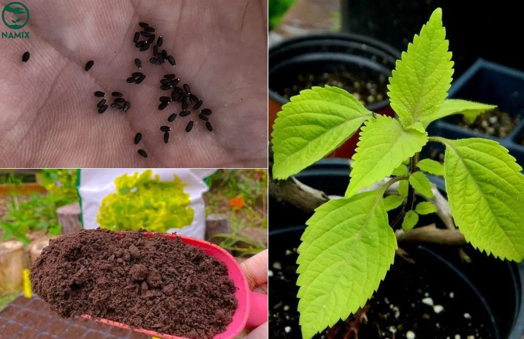 cach-trong-rau-kinh-gioi-bang-hat Gieo hạt đúng cách giúp rau kinh giới nảy mầm đồng đều và khỏe mạnh
