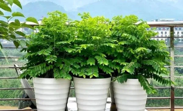 cach-trong-rau-ngot-1 Rau ngót đỏ cực kỳ phù hợp với điều kiện sống tại ban công chung cư